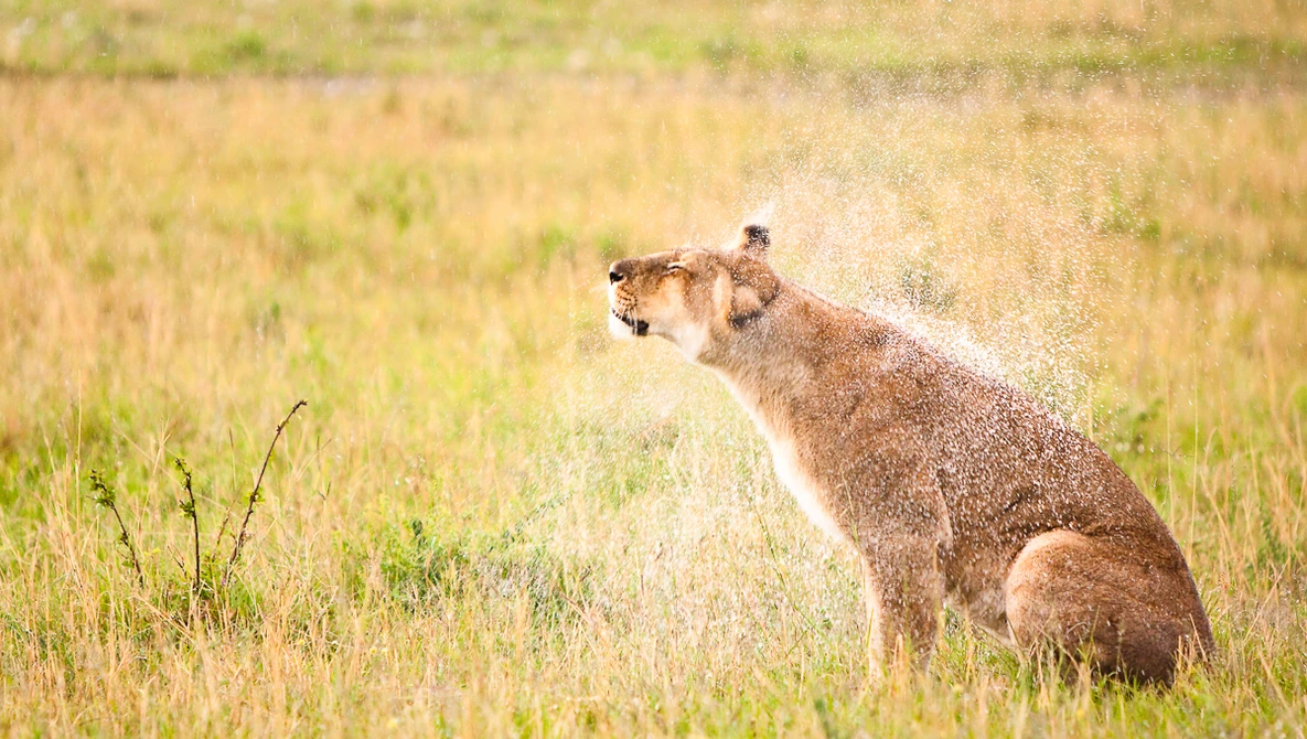 Critique the Community: Wildlife