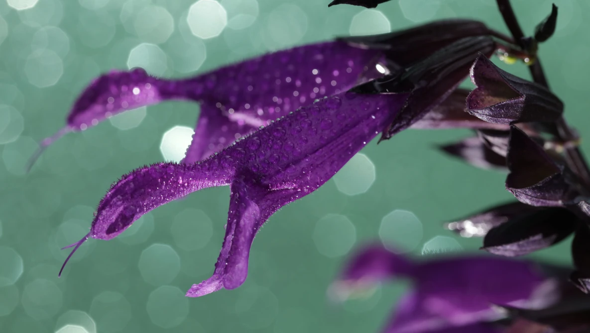 Critique the Community: Submit Your Best Photos Of Plants