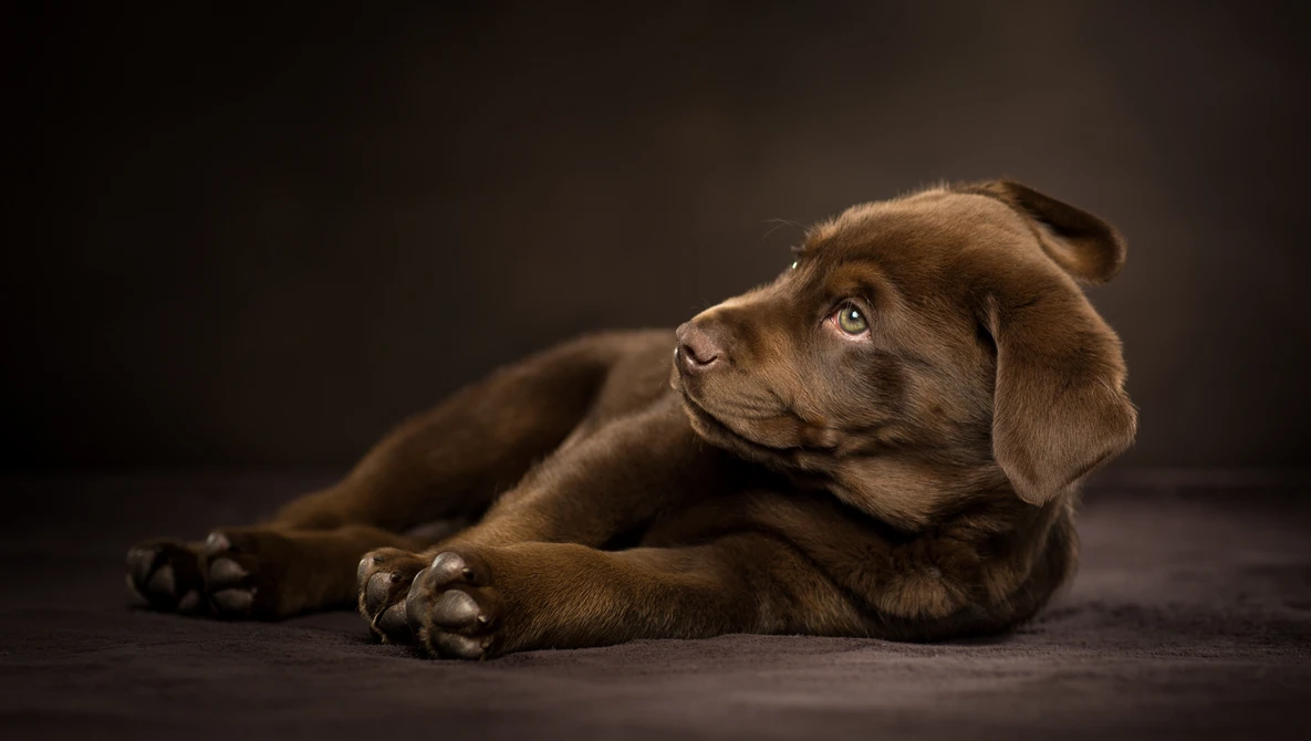 Critique the Community: Dogs