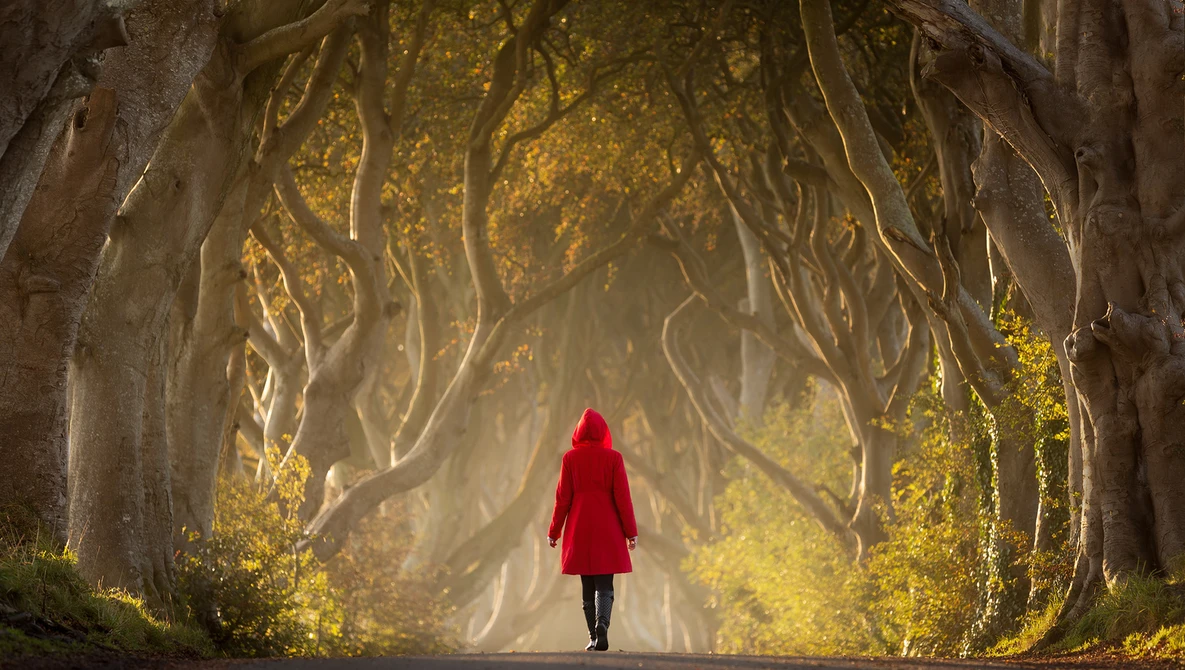 Person in red coat walking away down tree-lined road with golden filtered sunlight streaming through branches.