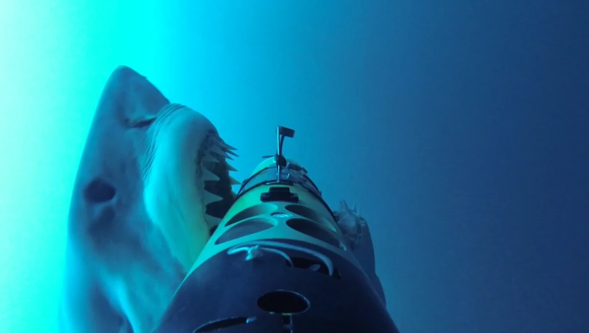 Watch REMUS SharkCam: The hunter and the hunted on Vimeo.