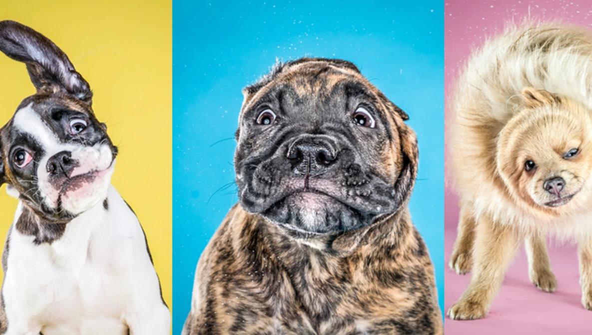 Watch SHAKE PUPPIES by Carli Davidson on Vimeo.