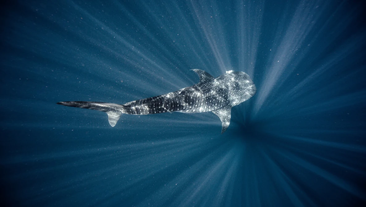 Watch Into The Deep on Vimeo.