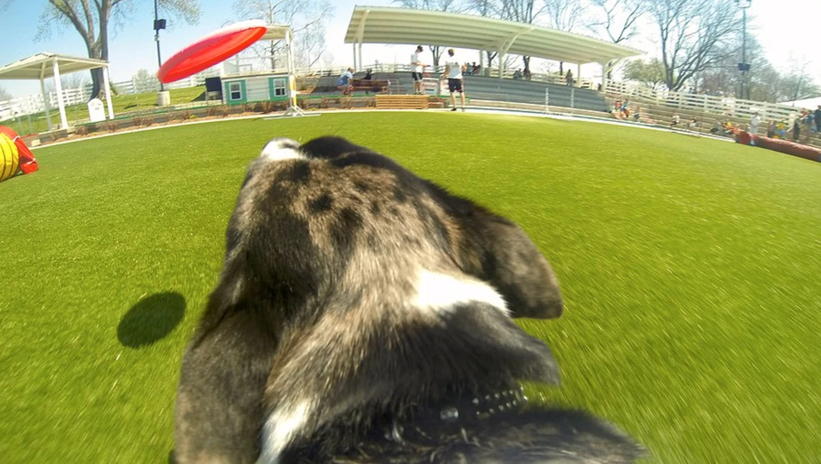 Watch What my dog does when I leave. on YouTube.