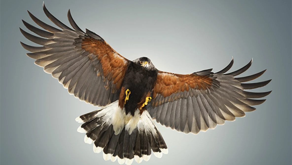 Watch Hawk in Flight by Karl Taylor on YouTube.