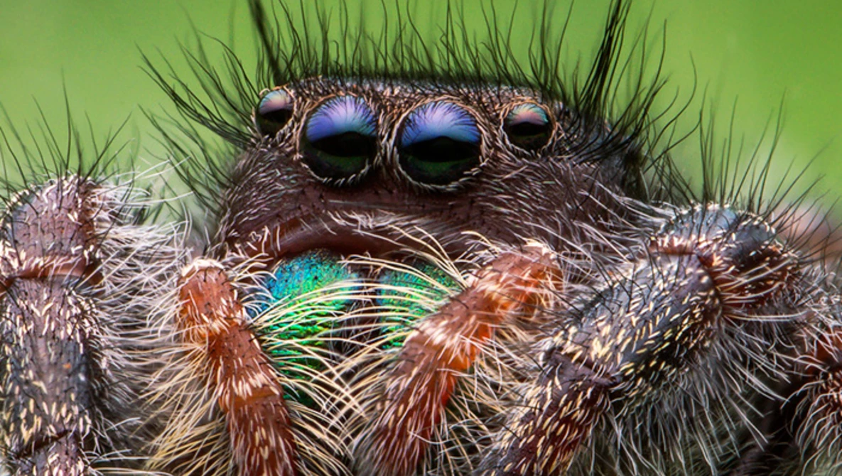 Watch A Quick Review of the VENUS V-DX 60mm f/2.8 2:1 Ultra-Macro Lens on YouTube.