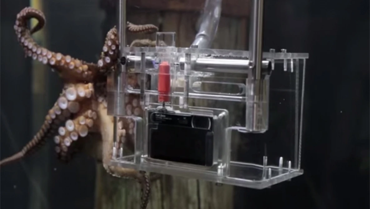 Watch World's first Octopus photographer on YouTube.
