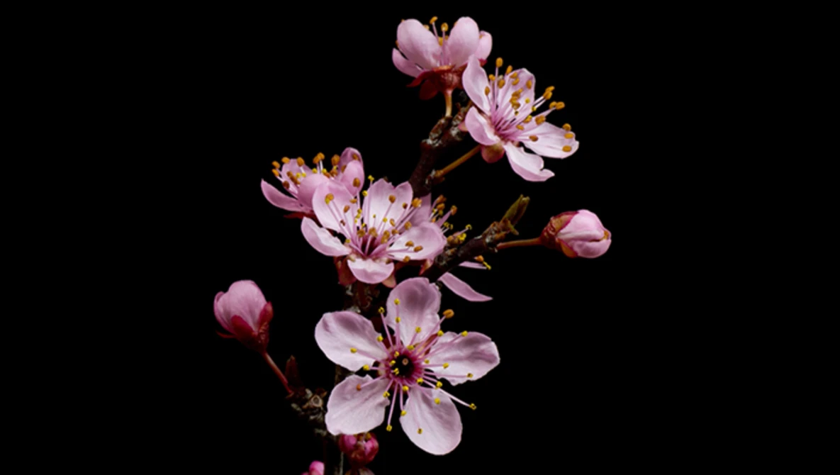 Watch Flowers Opening Timelapse II on Vimeo.