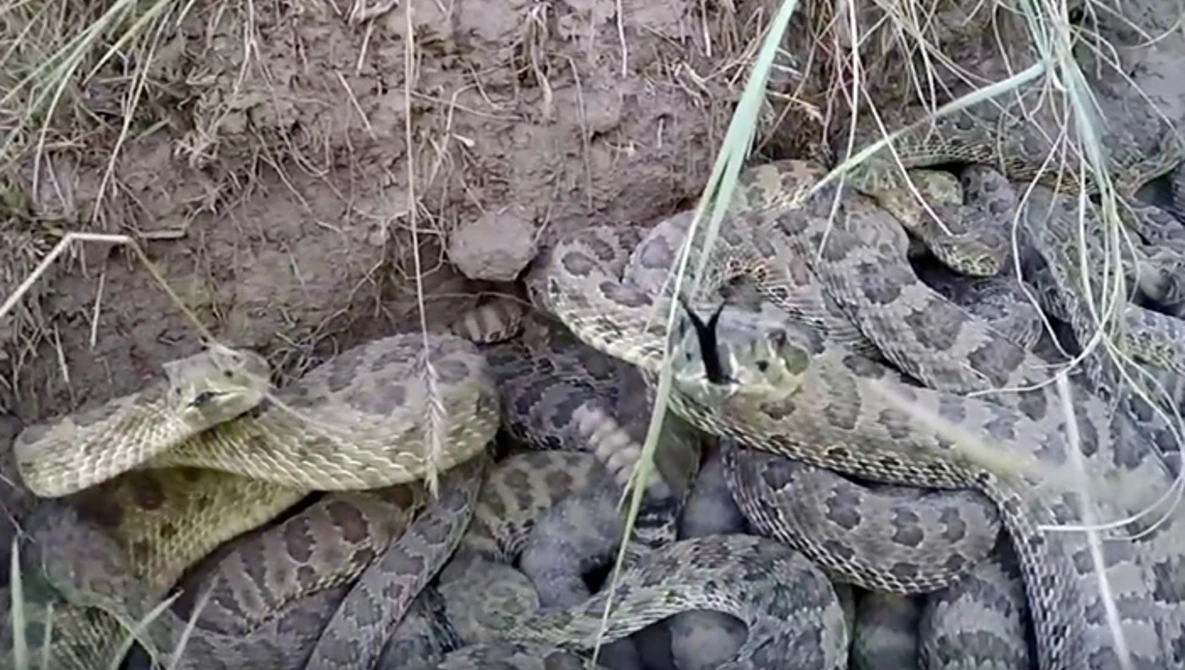 Watch GoPro falls into pit of Rattlesnakes on YouTube.