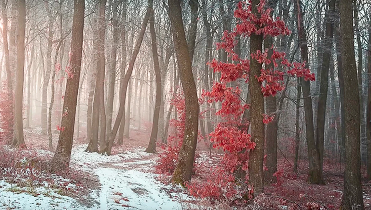 Watch 8 Tips for photographing in the fog on YouTube.