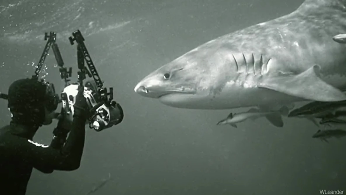 Watch Dive into an ocean photographer's world | Thomas Peschak on YouTube.