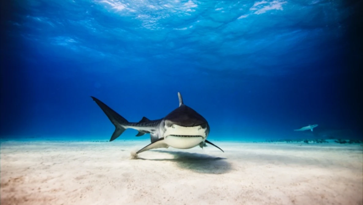 Watch Into the shark's eye with Medium format photography | Phase One on YouTube.
