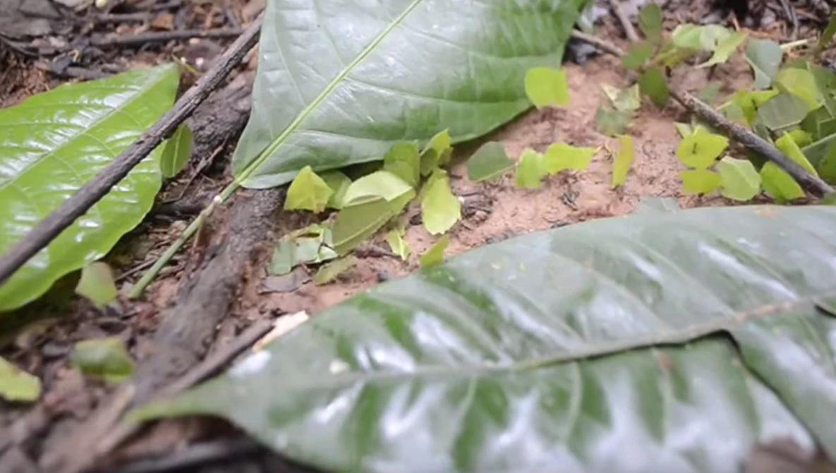 Watch How (Not) to Camera Trap in the Amazon Rainforest on YouTube.