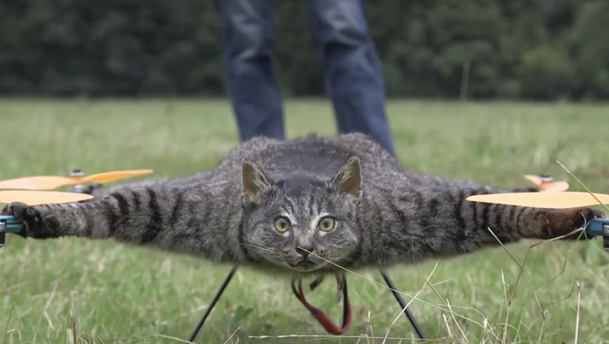Watch Cat Drone | AJ+ on YouTube.