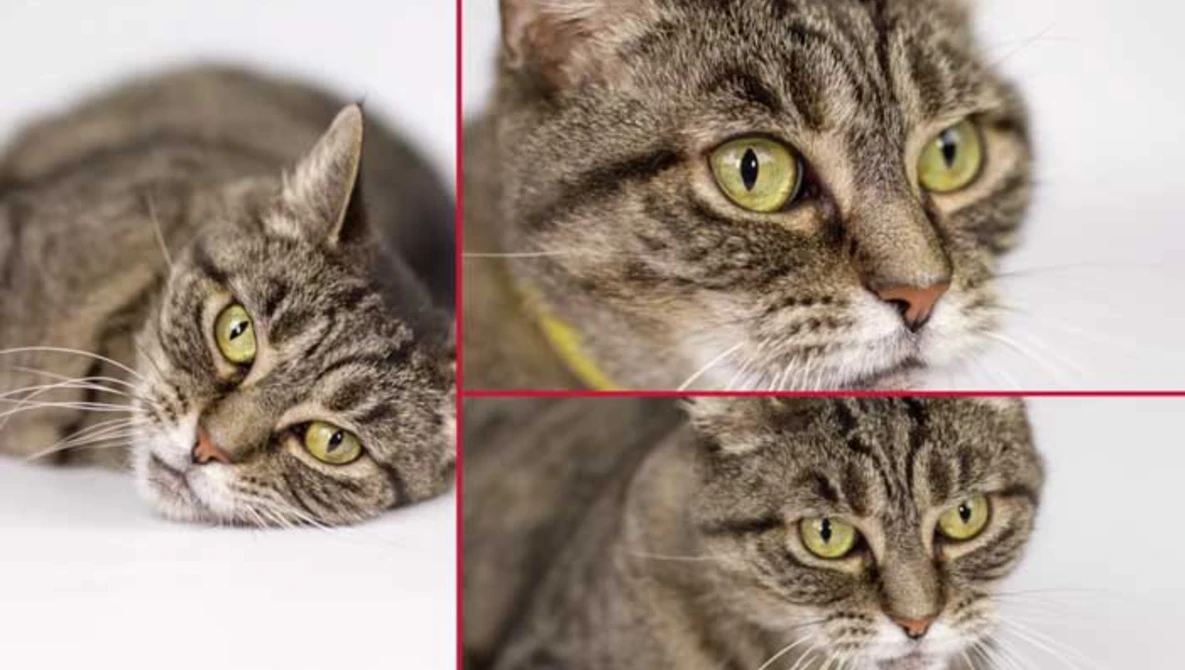 Watch Pet Photography Tips and Techniques on YouTube.