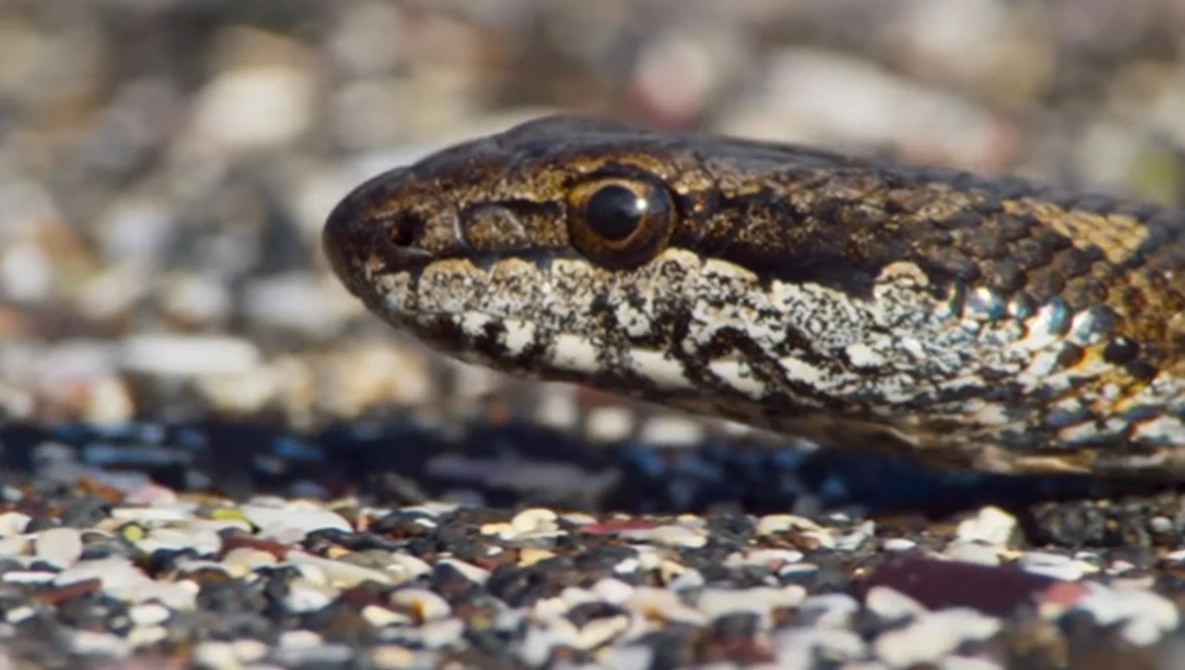 Watch Iguana vs Snakes | Behind the Scenes | Planet Earth II on YouTube.