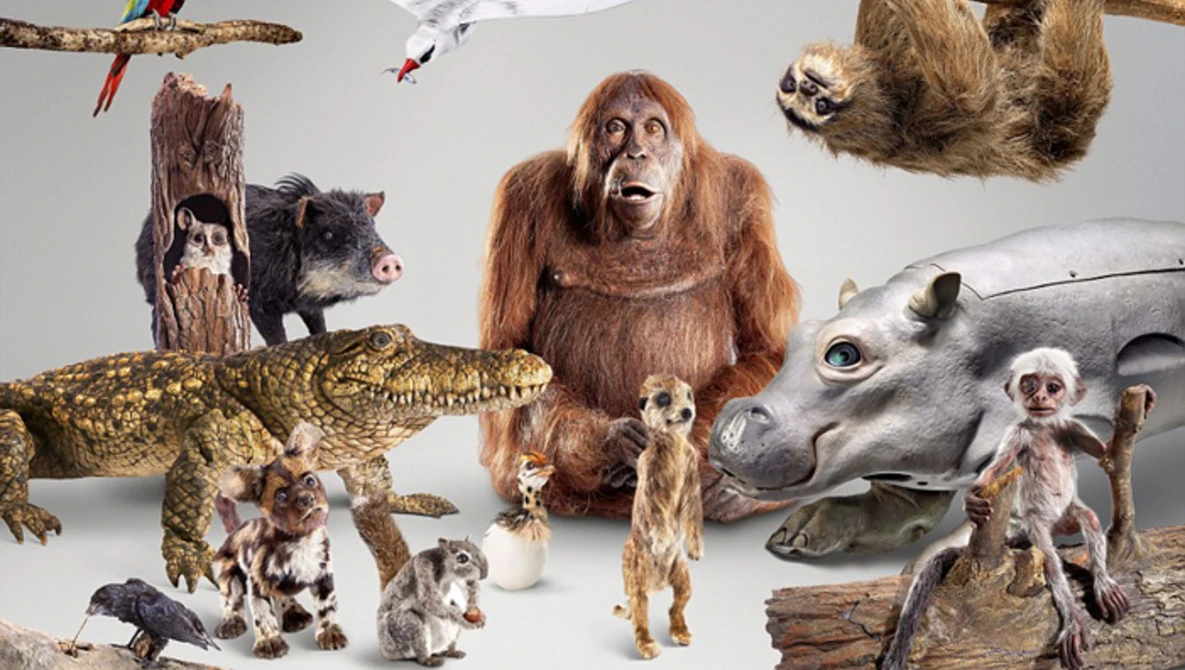 Watch Spy in the Wild: Trailer - BBC One on YouTube.