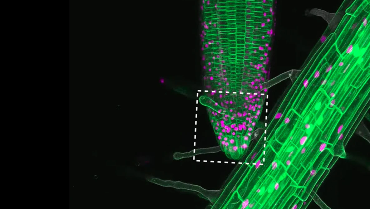 Watch Watching plants grow has never been so exciting on YouTube.