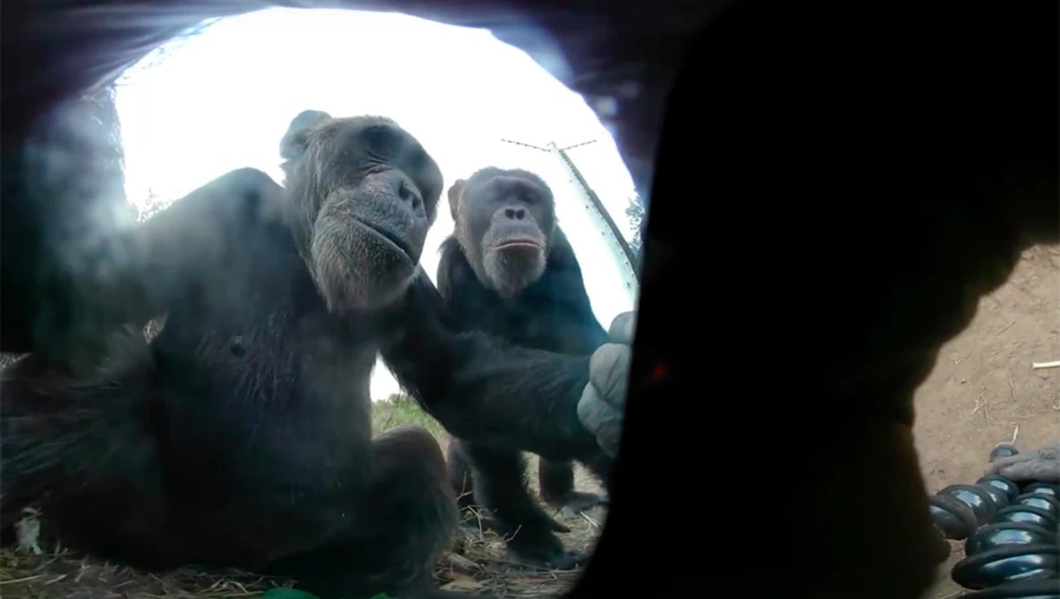 Watch Selfie Lessons From A Chimp (She Stole Our Camera) | The Daily 360 | The New York Times on YouTube.