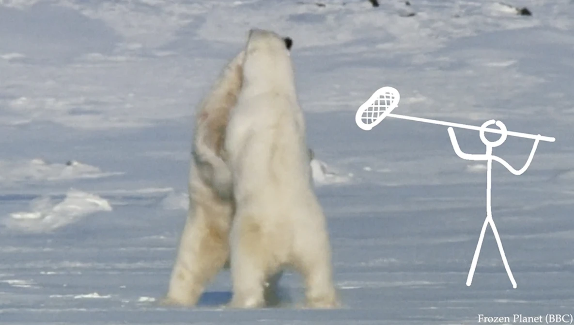 Watch How Nature Documentaries Are Fake on Vimeo.