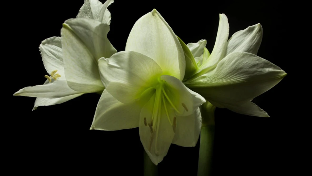 Watch Spring on Vimeo.