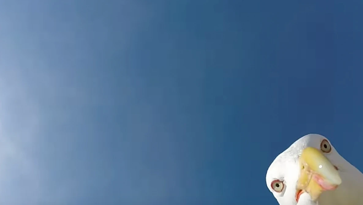Watch GoPro: Seagull Stole My GoPro on YouTube.