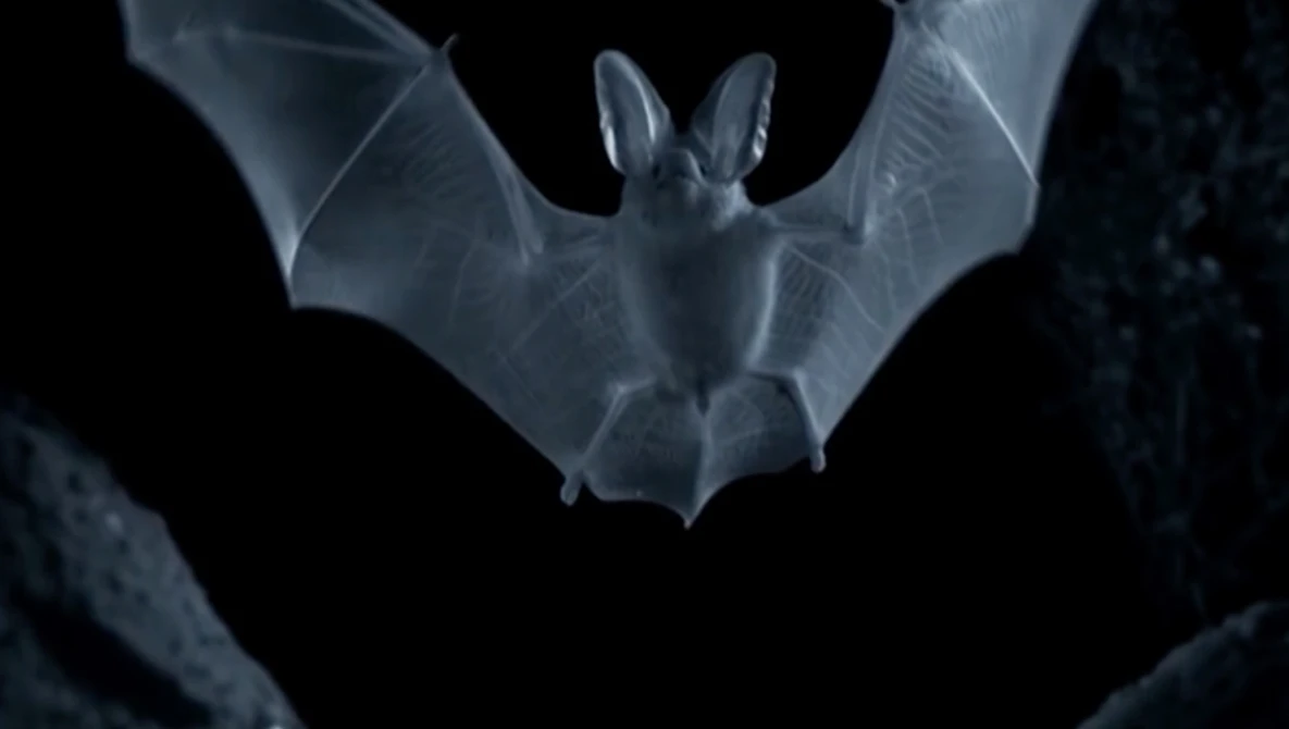 Watch How the BBC films the night side of Planet Earth on YouTube.