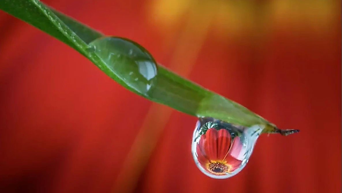 Watch MACRO PHOTOGRAPHY TIPS AND TRICKS - Using One Water Drop As A Compositional Tool on YouTube.