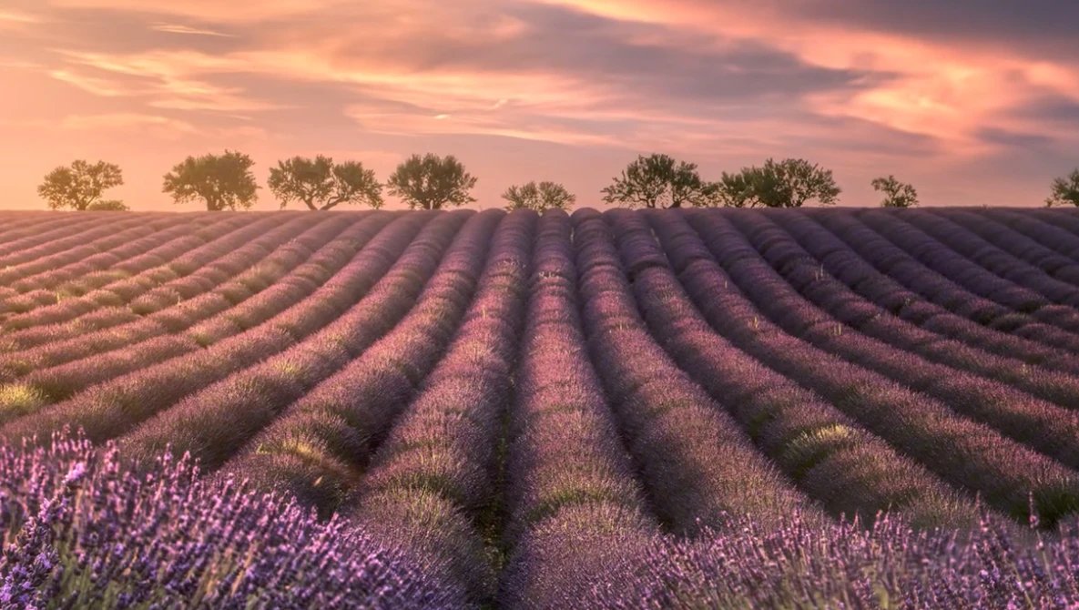 Watch How I Composed Golden Hour & Milky Way Shots At The Lavender Fields in France on YouTube.