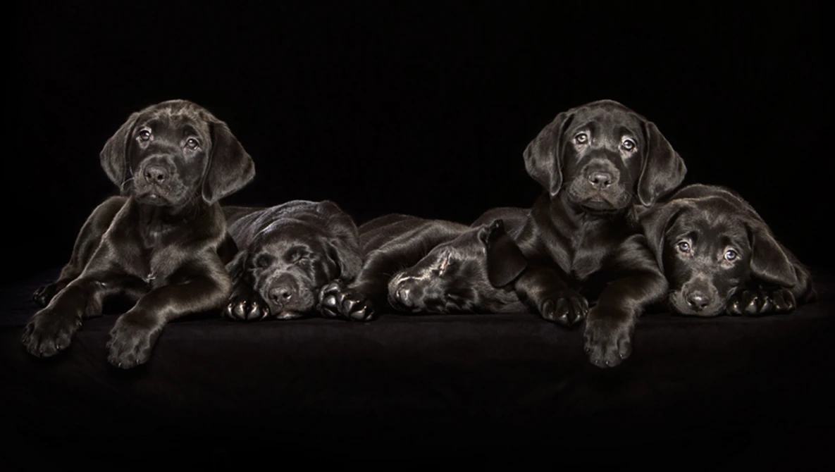 Watch BLACK DOGS on Vimeo.