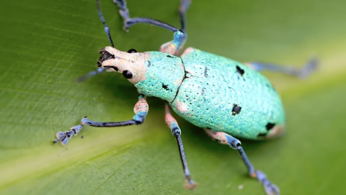 Watch Macro Photography Tutorial - How to Shoot on White Background in the Field on YouTube.