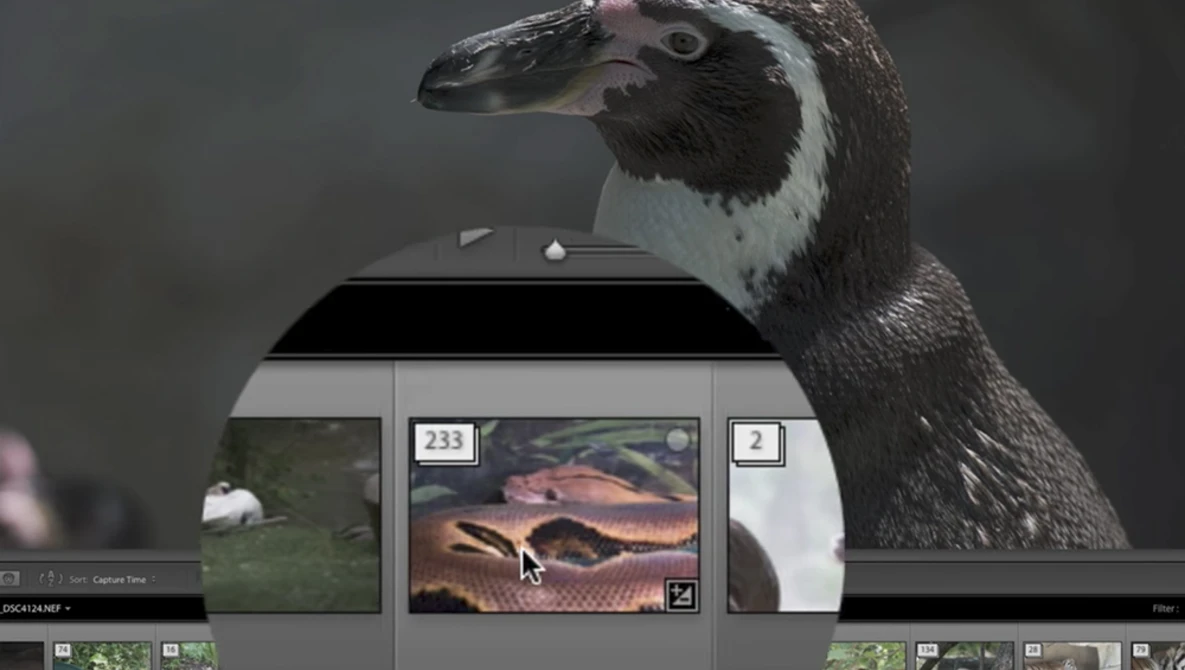 Watch Lightroom Quick Tips - Episode 130: The Power of Auto Stacking on YouTube.