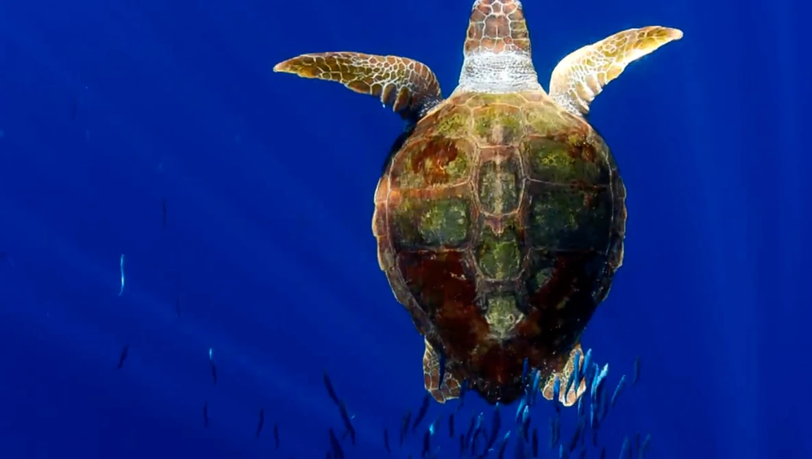 Watch Planet Earth: Blue Planet II | Radiohead & Hans Zimmer - (ocean) bloom | BBC America on YouTube.