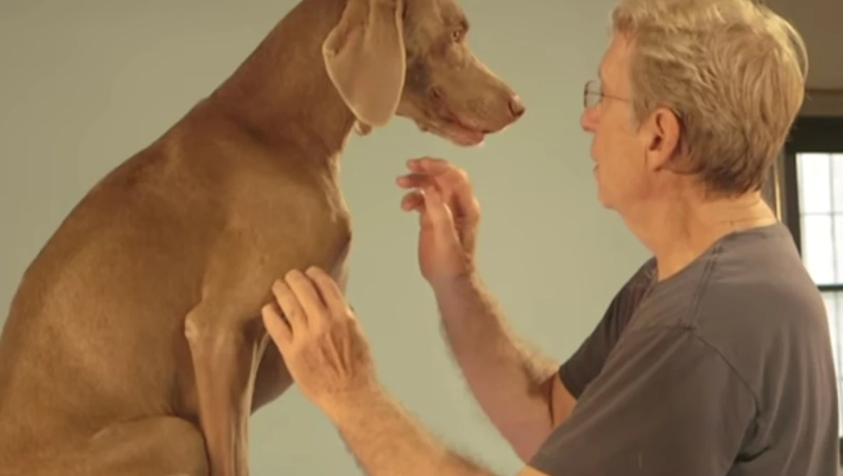 Watch Artist William Wegman and his Weimaraner muses on YouTube.