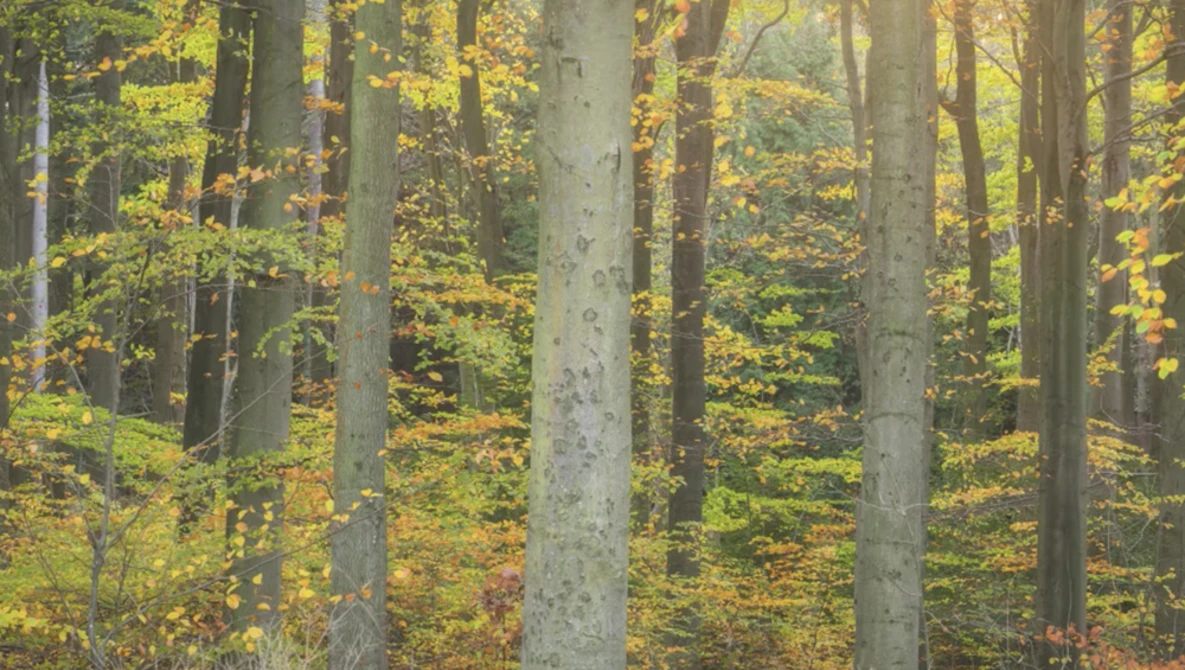 Watch Landscape Photography | Slow Down & Practice Patience on YouTube.