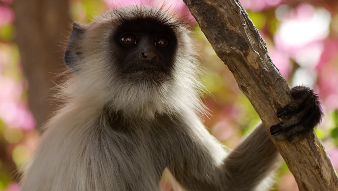 Watch Planet Earth II: Official Extended Trailer | BBC Earth on YouTube.