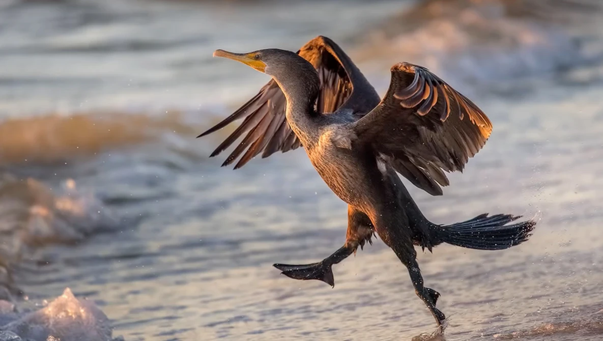 Watch 10 Easy Tips For Photographing Birds At The Beach on YouTube.