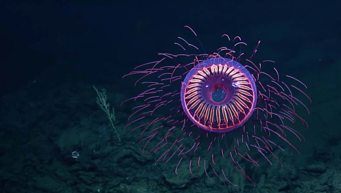 Watch A Burst of Deep Sea Fireworks: Halitrephes Jelly | Nautilus Live on YouTube.