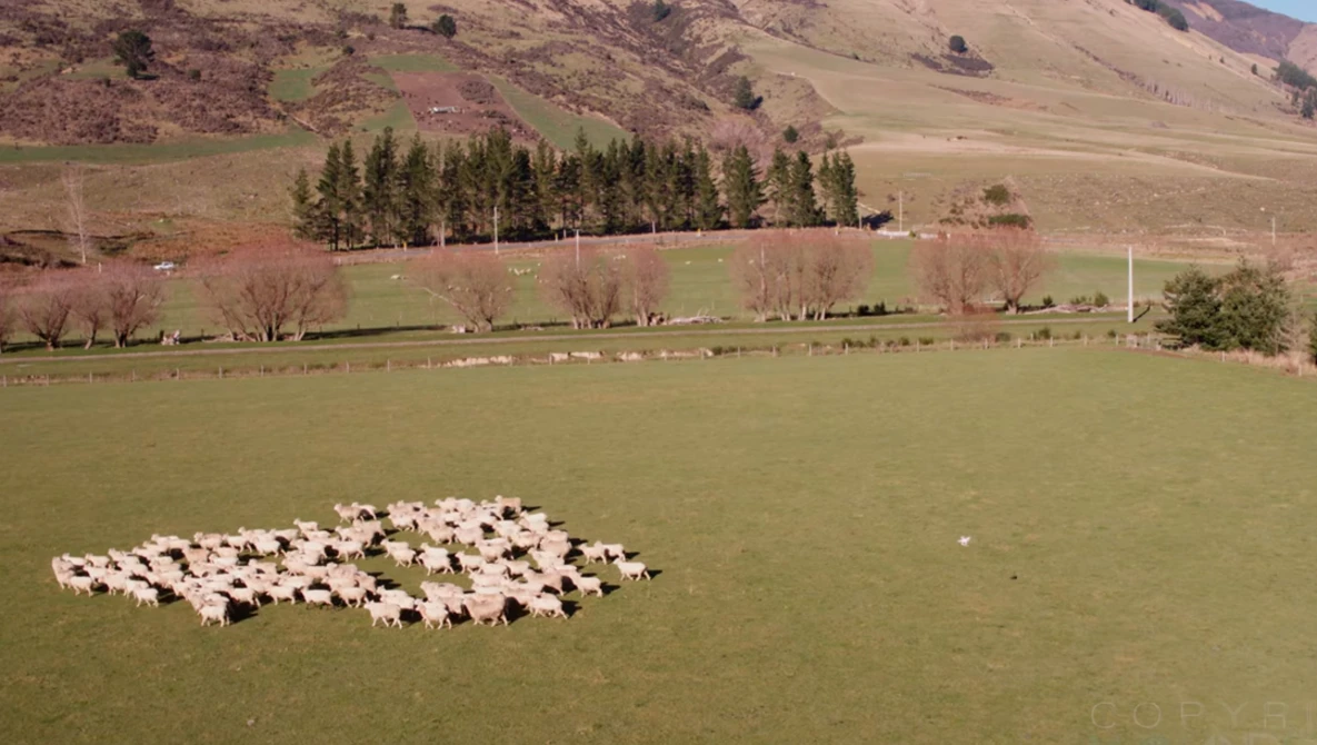 Watch Drone Sheep Herding in New Zealand (4K) on YouTube.