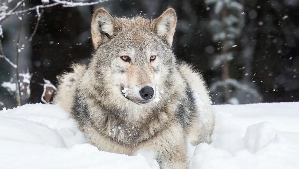 Watch Wildlife Photography 101 | Are You Ready for the Shot of a Lifetime? on YouTube.