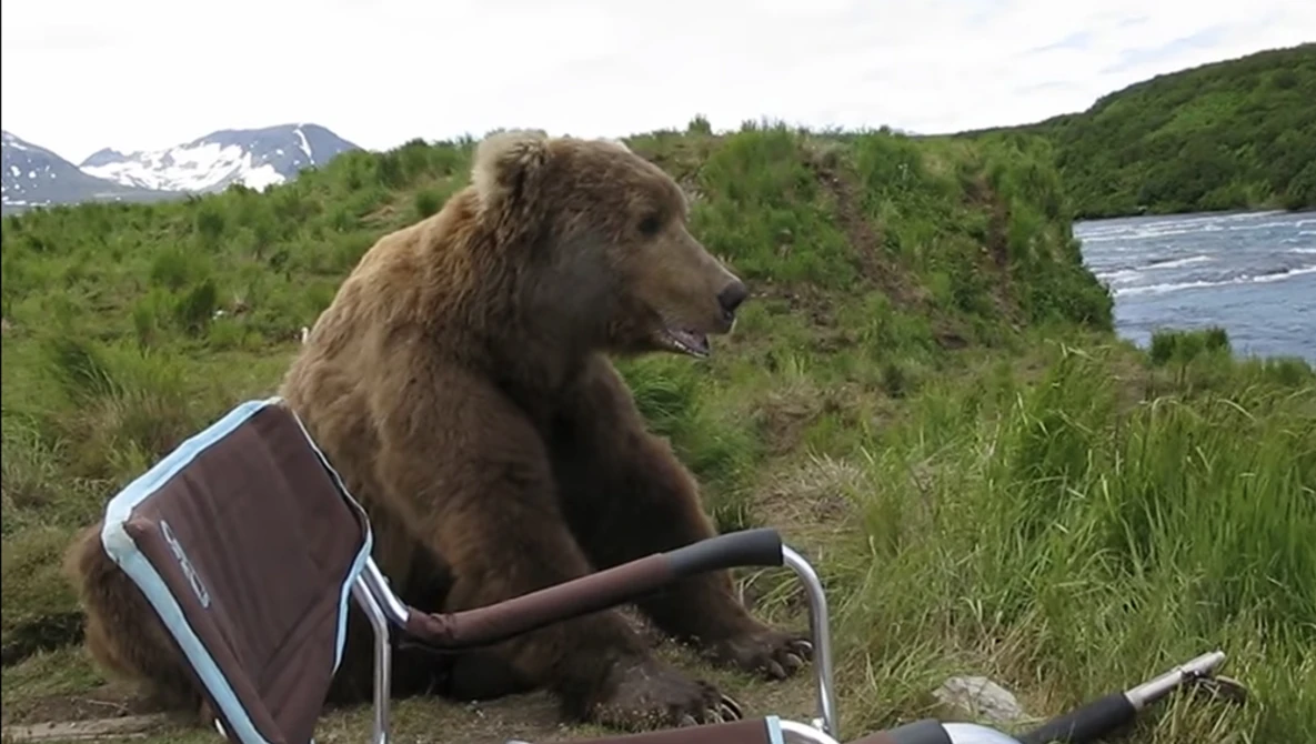 Watch bear sits next to guy on YouTube.