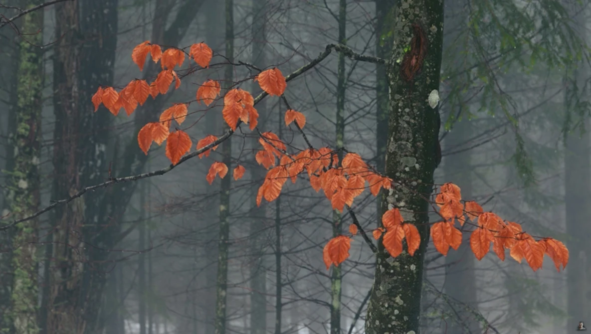 Watch 9 COMPOSITION TIPS FOR LANDSCAPE PHOTOGRAPHY on YouTube.