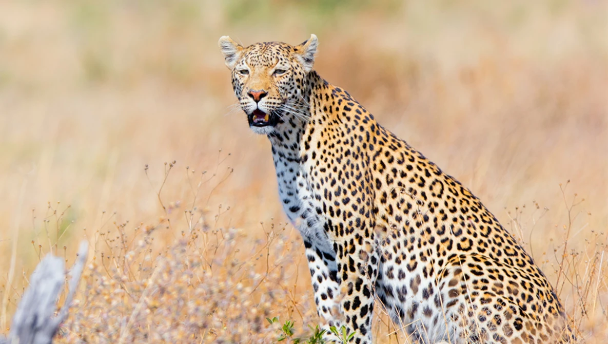 Watch Safari Botswana | Time-Lapse Flow Motion - 4K on Vimeo.