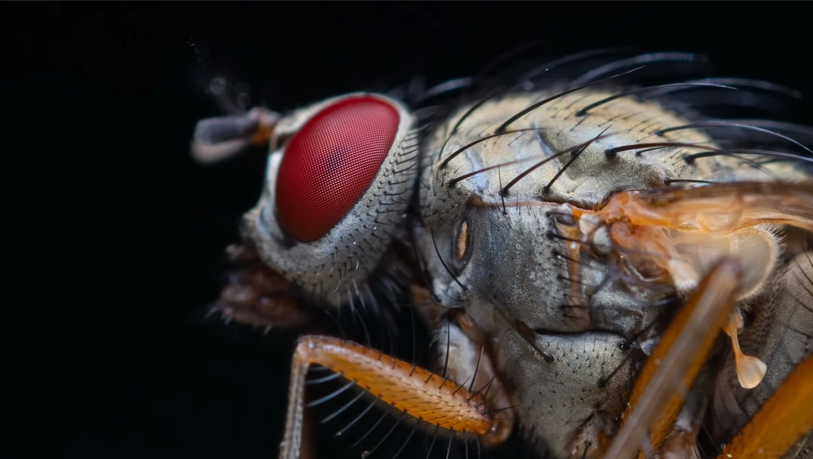 Watch 5 Tips for Freehand Insect Macro Photography on YouTube.