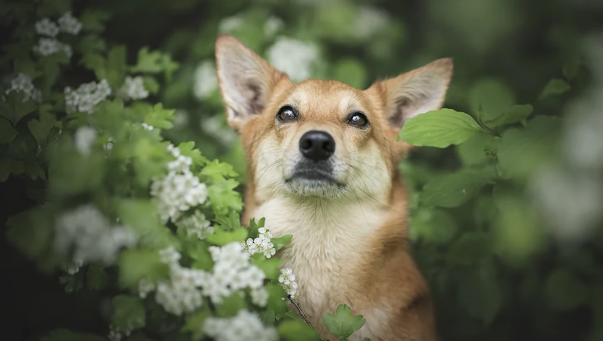 Watch 8 tips for dog photography on YouTube.