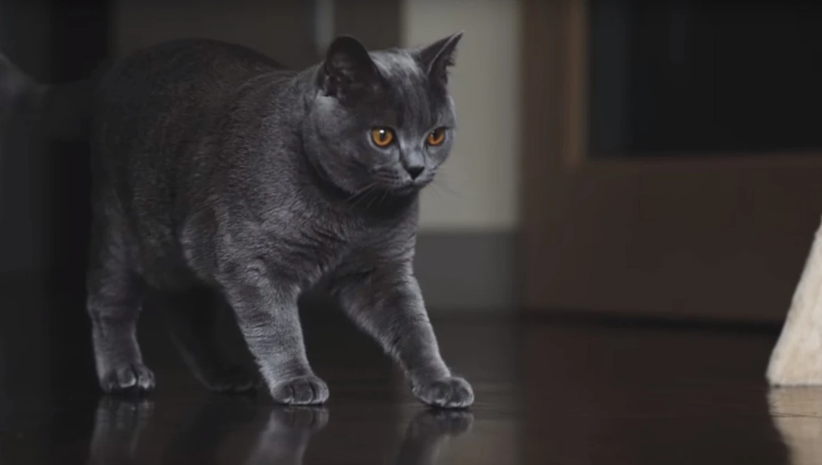 Watch CAT PHOTOGRAPHY 101 on YouTube.