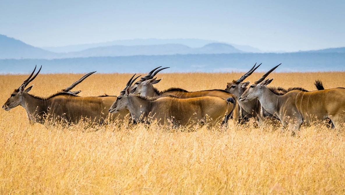 Watch Wildlife Photography Tips and Tricks on YouTube.