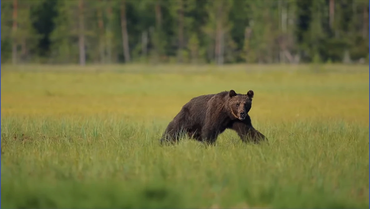 Watch Wildlife Photography - WOLVES and BEARS part 1 | The travel to Finland on YouTube.