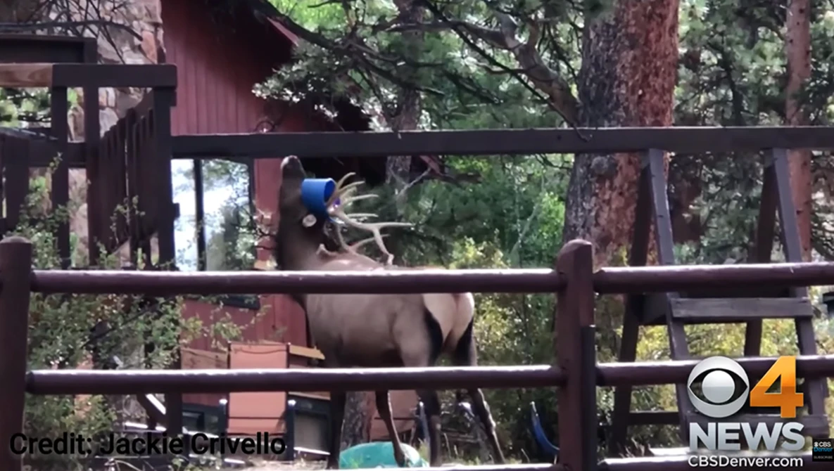 Watch Professional Photographer Catches Bull Elk Caught In Swing Set on YouTube.