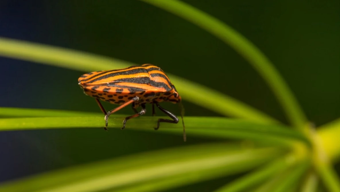 Watch My 10 Best Macro Photography Tips for Beginners on YouTube.